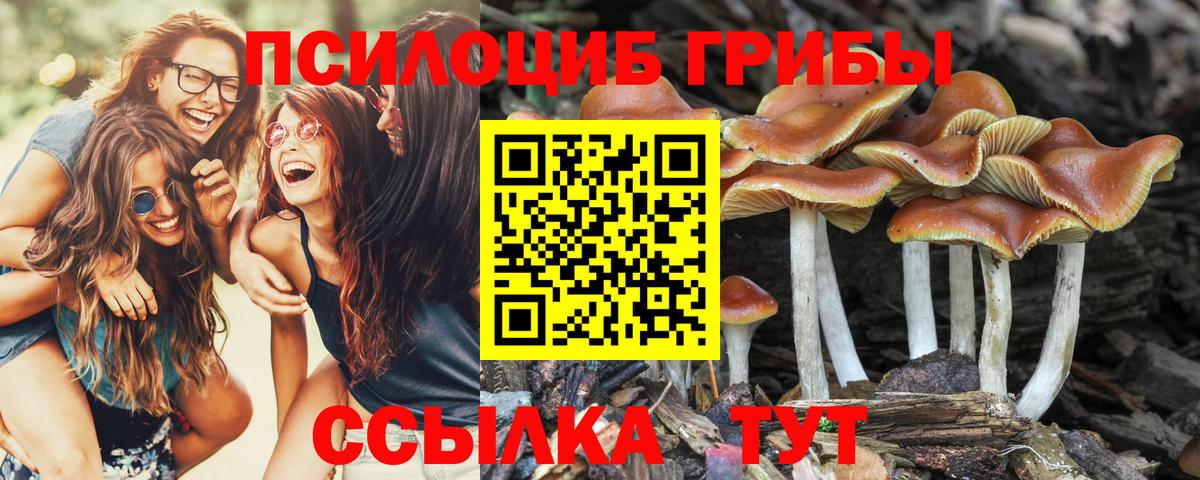 Галлюциногенные грибы Psilocybe  купить наркотик  Мариинск  Вход с VPN 